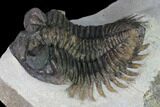 Coltraneia Trilobite Fossil - Huge Faceted Eyes #165860-3